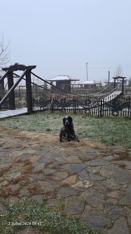 Yorum fotoğrafı 4