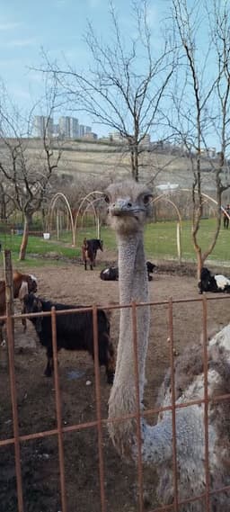 Yorum fotoğrafı 4