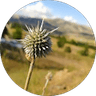 Papara